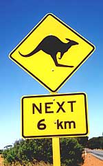kangaroo3
